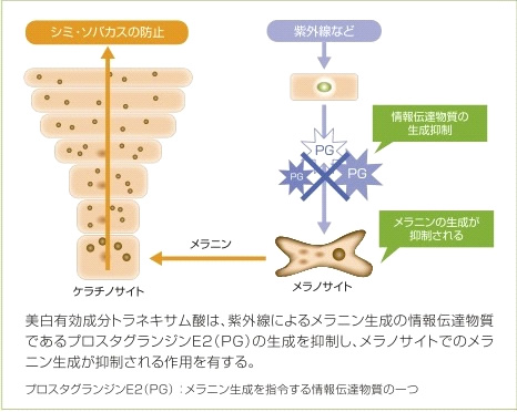 美白成分　トラネキサム酸